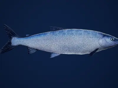 White Fish with Swimming Animation Low-poly 3D model