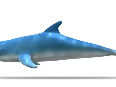 Dolphin 3D model shop