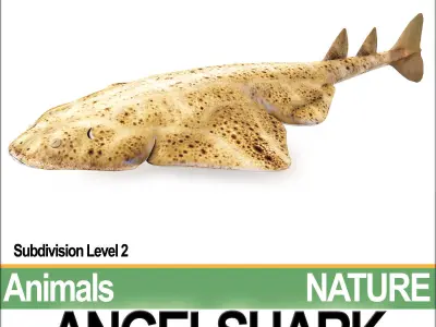 Angelshark Squatina Squatina 3D model