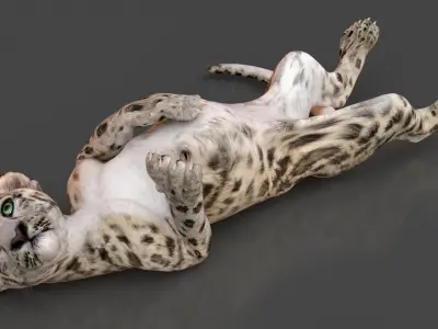 Snow Leopard Cub in Lying Playful Pose 3D model