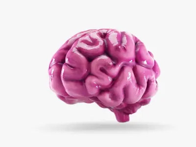 Cartoon Brain 3D model
