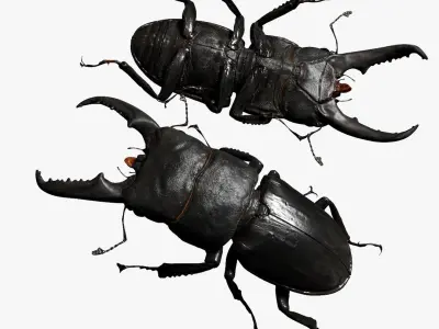 Rigged stag Beetle 3D model