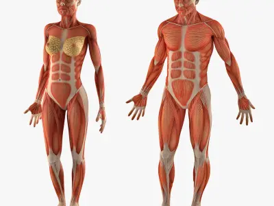 Male and Female Muscular System Anatomy Collection 3D model