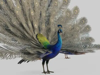 Animal peacock 3D model