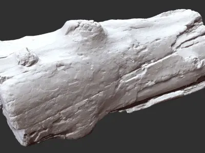 3d scan of tree trunk in highpoly 3D model