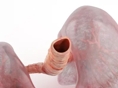 Transparent Lung Anatomy with Vascular Tree 3D model