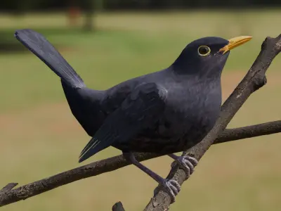 Common Blackbird Rigged 3D model