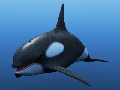 Killer Whale 3D model purchase