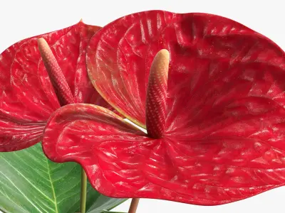 Anthurium Tropical Houseplant with Leaves Red 3D model