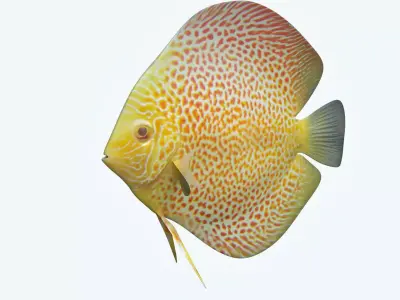 Discus Fish 5 3D model