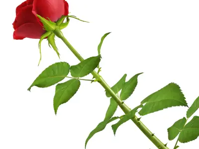 Rose 16 3D model
