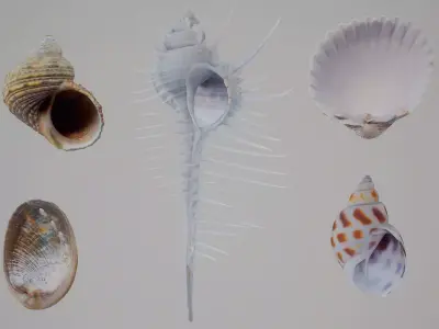 5 3D Scanned Seashells Part 5 3D Model Pack