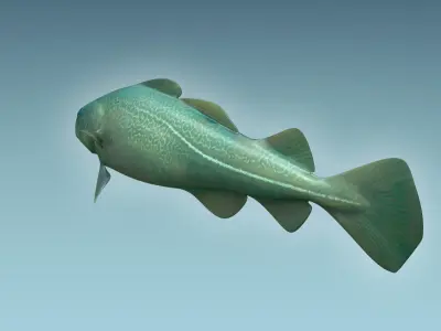 Cat Fish 3D model purchase