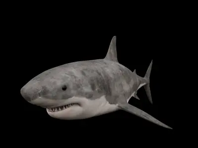 Great White Shark 3D model get