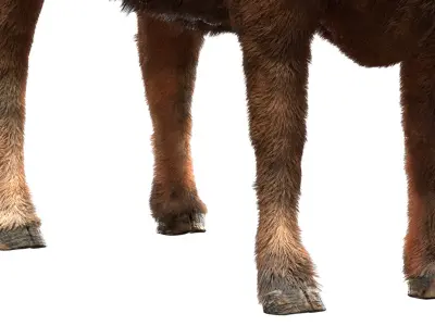  Cow (Rigged) 