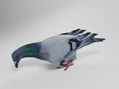 Pigeon Low-poly 3D model 3