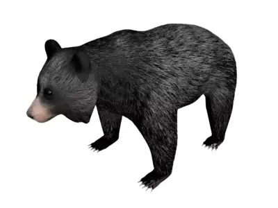Black Bear Low-poly 3D model