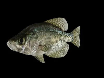 crappie x fish swimming 3D model