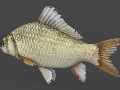 Carp Fish 3D model purchase