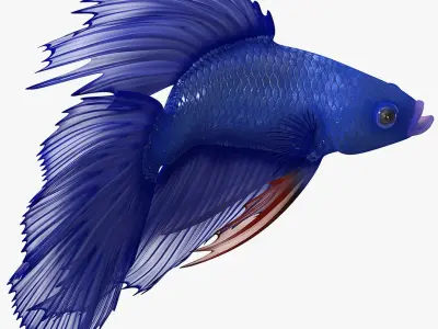  Blue Betta Fish Rigged for Cinema 4D 