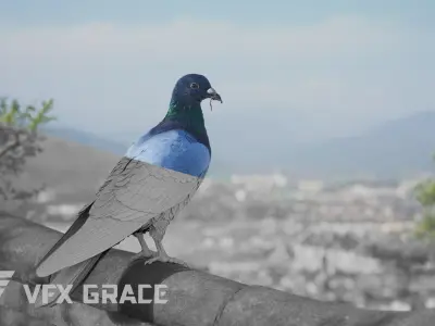 Pigeon Animated VFX Grace 3D model