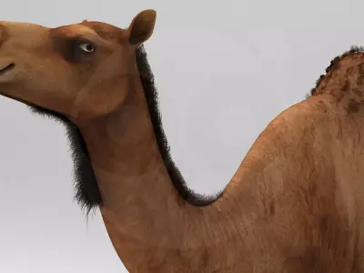 Camel - Rigged - Animated Low-poly 3D model