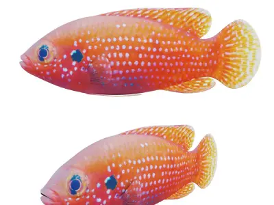 African jewel fish Low-poly 3D model