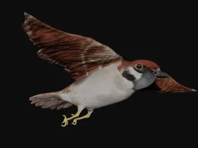 Sparrow bird fully rigged and low poly Low-poly 3D model
