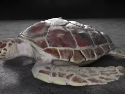 Loggerhead Sea Turtle Free 3D model