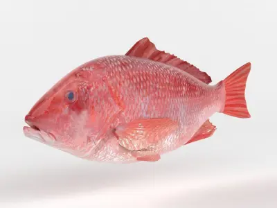 Red Snapper Fish 3D model purchase