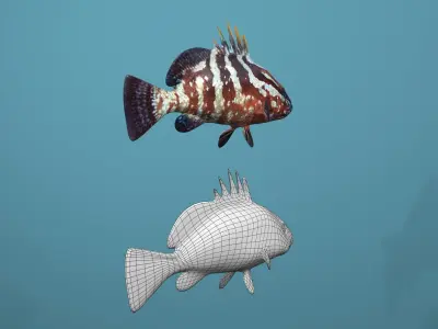 Nassau Grouper Low-poly 3D model