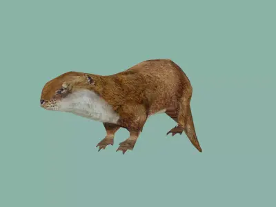 squrrel lowpoly 3d model 3D model