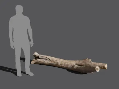  Large Branched Bare Log Model 