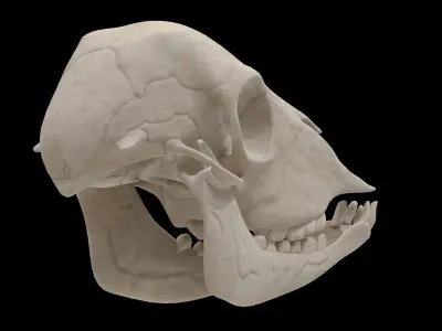 Lamb Skull Low-poly 3D model