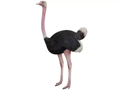 Ostrich 3D model purchase