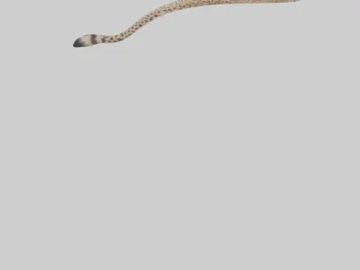 Cheetah Tail 3D model