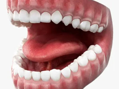  Realistic Human Mouth Anatomy 