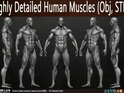 Highly Detailed Human Male Muscles Low-poly 3D model purchase