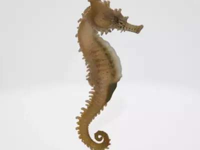 Seahorse 3D model purchase