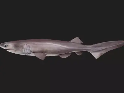 Shark Low-poly 3D model 43