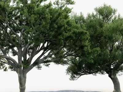 Quercus ilex Holm oak 3D model
