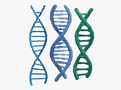 DNA Double Helix Structure Models Blue 3D model