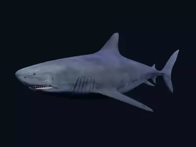 White Shark Low-poly 3D model purchase