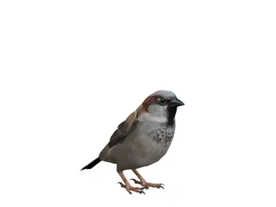 Sparrow Low-poly 3D model buy