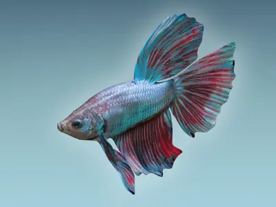 Betta Fish 5 3D model