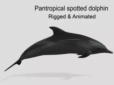 Pantropical Spotted Dolphin Animated  Low-poly 3D model