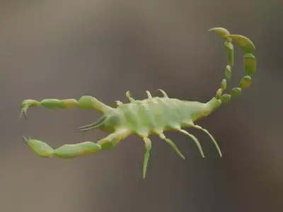 scorpion 3D model order