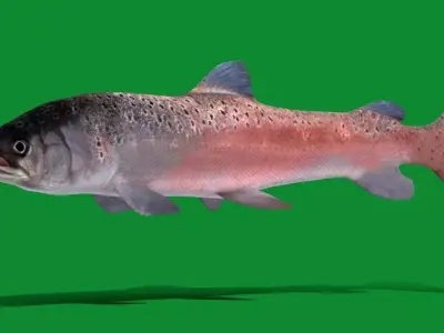 Huchen Danube Salmon Fish Free low-poly 3D model
