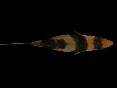 tiger barb Low-poly 3D model