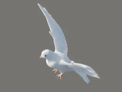 White dove 3D model